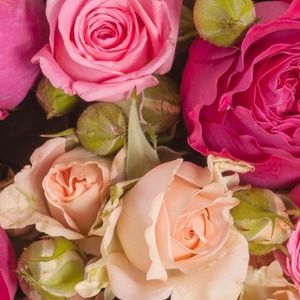 Meet your Posher, Sheeba